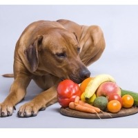 غذای سگتان بر روی خلق و خوی او تأثیر می‌گذارد!