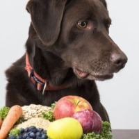 آیا سبزیجات برای سگ‌ها مفید است؟