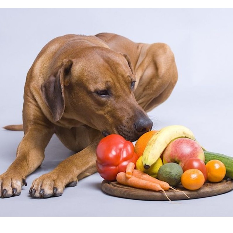  میوه‌های مناسب برای سگ‌ها کدامند؟