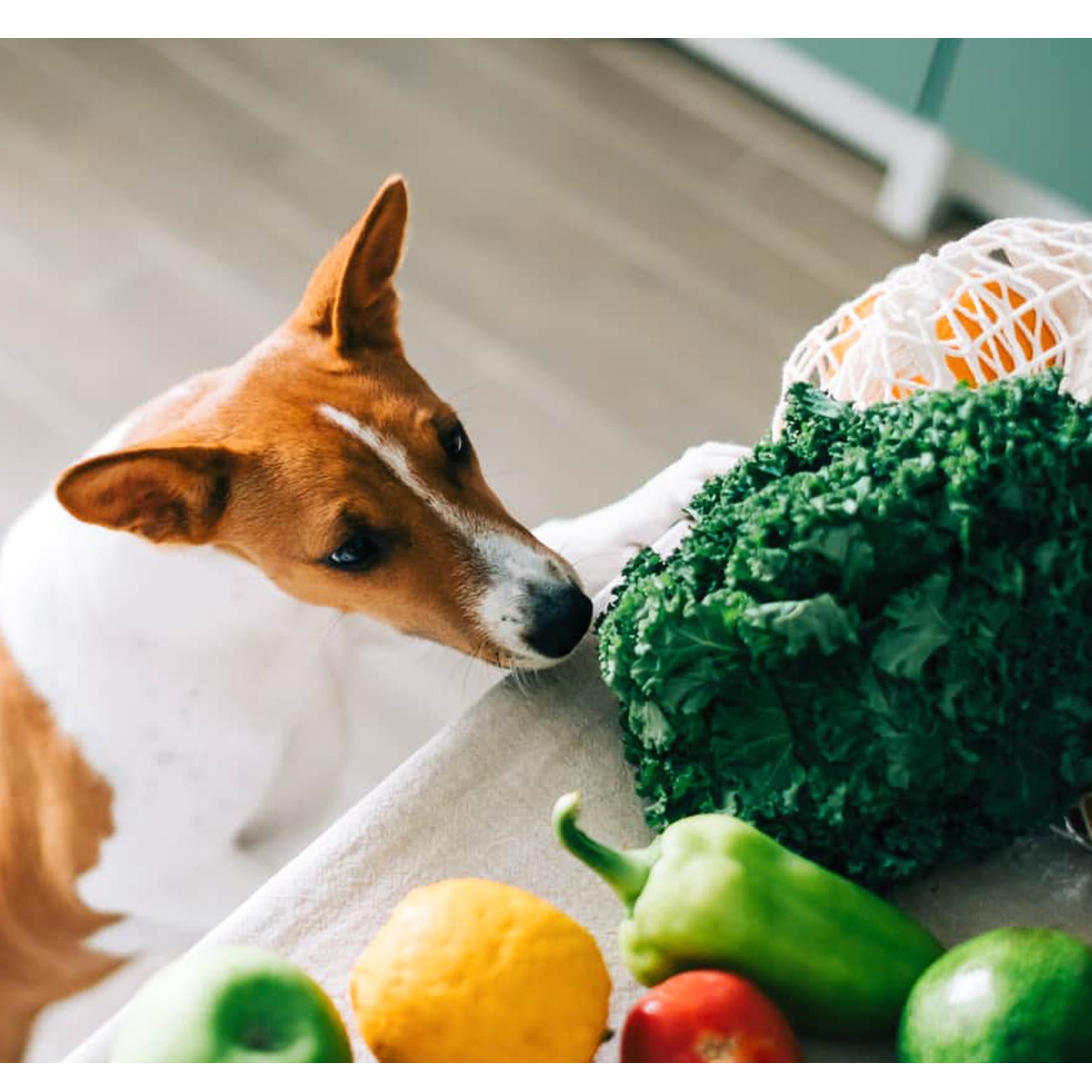 آیا سبزیجات برای سگ‌ها مفید است؟