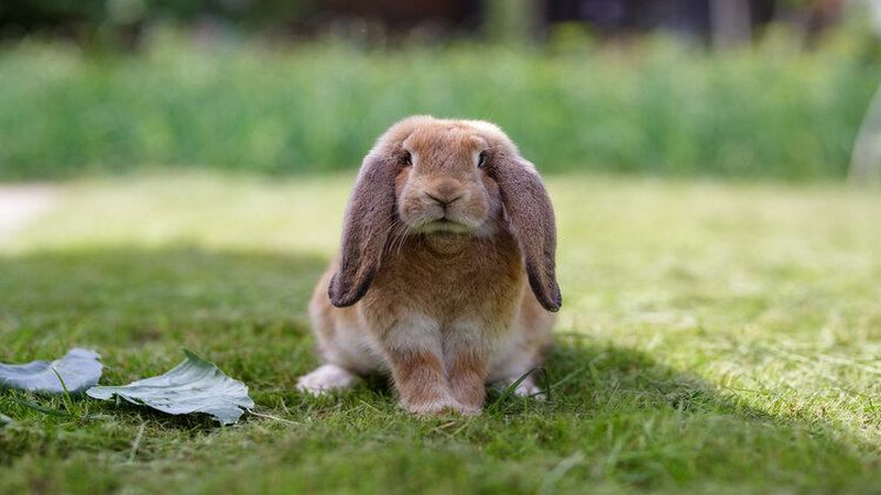 مشخصات خرگوش لوپ