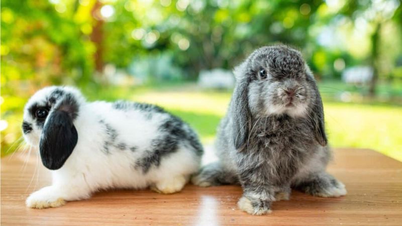 خرگوش لوپ فرنچ یا فرانسوی