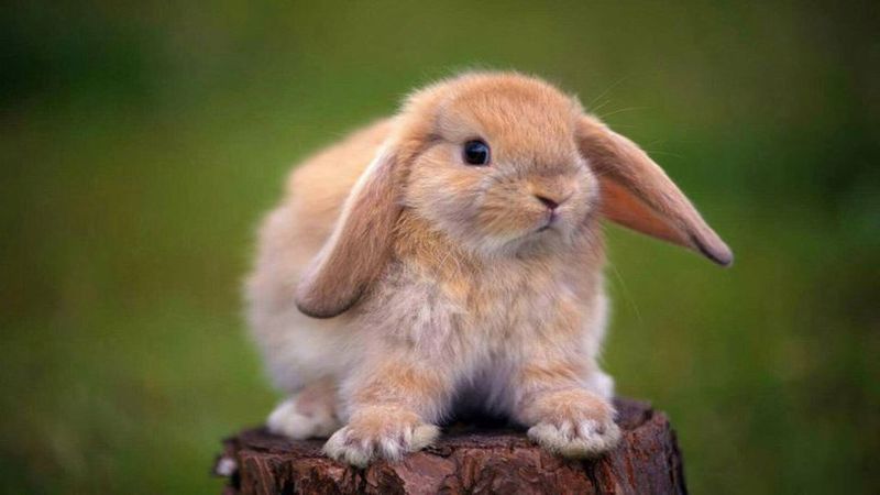 خرگوش لوپ هلندی